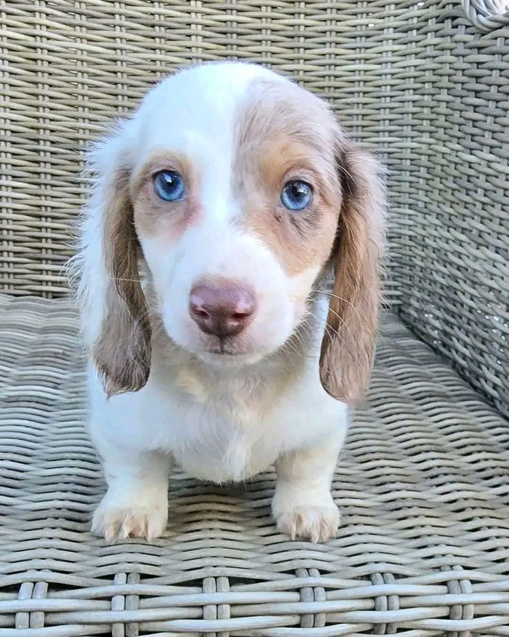 Salchicha Piebald